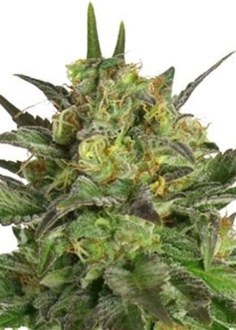 haze berry strain